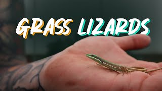 Adding New Lizards To The Greenhouse 🦎 [upl. by Nyral]