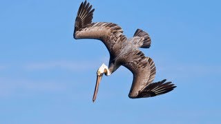 PELICANS DIVE BOMBING FOR FISH [upl. by Gwendolen]