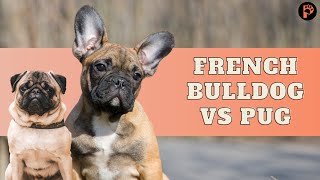 French Bulldog vs Pug 5 Main Differences [upl. by Emirak137]