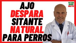 🔴 Cómo Desparasitar Perros con Ajo Como Hacer Desparasitante Natural para perros Cachorros con AJO [upl. by Yarrum]