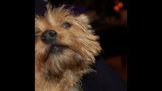 Norwich Terrier with Paroxysmal Dyskinesia [upl. by Bryana]