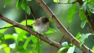 Superb Fairywren Superb BlueWren or Blue Wren Malurus cyaneus ♀  Prachtstaffelschwanz 2 [upl. by Mcarthur713]