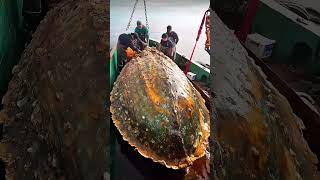 Giant Sea Monsters Caught by Fishermen 🐙🎣GiantSeaCreatures FishingDiscoveries OceanMysteries [upl. by Alan944]