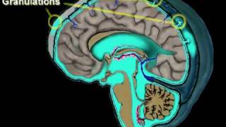 Cerebrospinal Fluid Circulation [upl. by Drucie456]