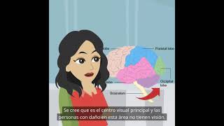 Centros visuales y centros auditivos Psicología básica localización de funciones en el cerebro [upl. by Merete841]