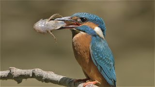 Eisvogel mit grossem Fisch für die Nestlinge  Kingfisher with a large fish for the nestlings [upl. by Nnaassilem]