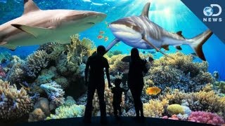 Building The Perfect Shark Exhibit [upl. by Cressy365]