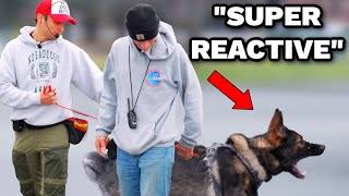 Dog trainer tried to take his German Shepherd away [upl. by Inram947]