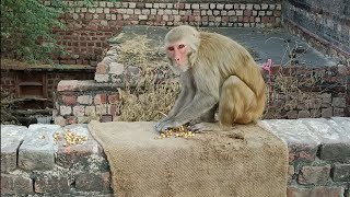 Hanuman monkey  Langur monkey  Langur hanuman  Dear Monkey [upl. by Soilissav]