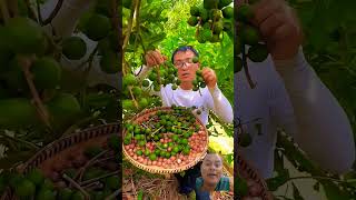 Macadamia natural landscape garden satisfying fruit food [upl. by Agna]