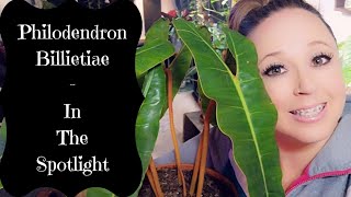 Philodendron Billietiae Spotlight Info amp Care [upl. by Adnir]