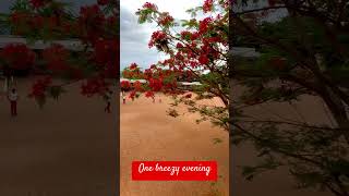 One fine Breezy evening 🌸🌸 school nature flowers tamil song weather icse music kovilpatti [upl. by Ayotnahs]