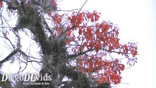 Erythrina falcata Fabaceae Brazilian Coral Tree Florianópolis [upl. by Vorster389]