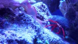 Coral Crab defending its home [upl. by Eignat]