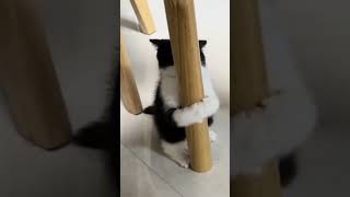 Tingkah lucu kucing part7 fypシ゚viral funny viralshort kucinglucu [upl. by Corby]