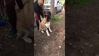 American akita gets angry 😤 [upl. by Eulalee]