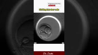 19 Fertilization in IVF  Animated Video srichakrahospital udumalpet doctor ivf [upl. by Barri641]