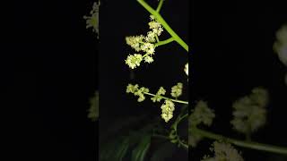 Spondias mombin Tree Flower in night mode 💐 [upl. by Ellierim]