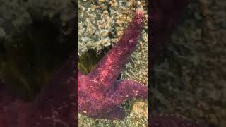 Underwater Purple Sea Stars on Lummi Island pnw gopro [upl. by Retsev594]