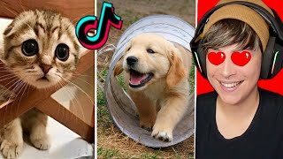 Los Animales MÁS LINDOS de TIKTOK Que Te Harán Reír [upl. by Yrgoerg]