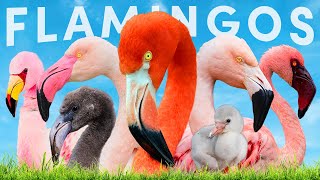 All 6 Flamingo Species amp How To Identify Them [upl. by Myrlene]