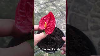 New method of growing anthurium flowers [upl. by Bryce]