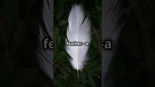 The white feather 🪶 history weaponhistory whitedeath whitefeather sniper army usa [upl. by Delanie]