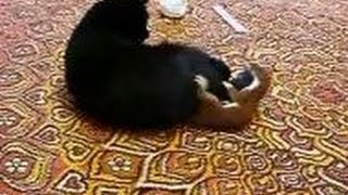 Stoat vs Cat stoat attacks cat [upl. by Eelarbed636]