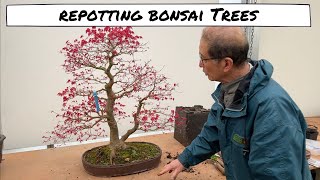 Repotting Bonsai Trees [upl. by Ahsemrak466]