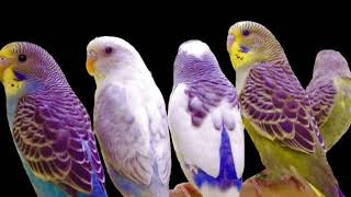 quotColorful World of Budgies Everything About the Popular Parrotquot [upl. by Barbabas]