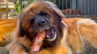 Leonberger Feeding time [upl. by Niarfe]