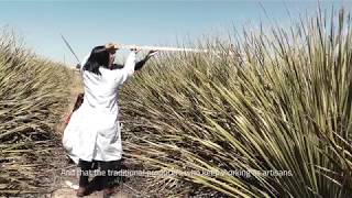 Generación UACH  quotPlantaciones Comerciales de Sotol en el Desierto Chihuahuensequot [upl. by Mesics]