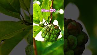 Nikon Z50 Review [upl. by Valenta311]