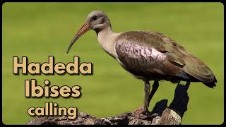 HADEDA IBISES calling  probably the loudest bird in Africa [upl. by Hiram]