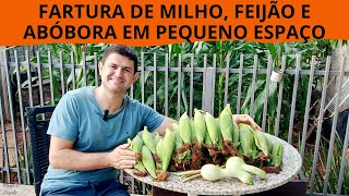 Tenha FARTURA de MILHO VERDE FEIJÃO e ABÓBORA em PEQUENO ESPAÇO plantando o consórcio MILPA [upl. by Anhaj]