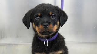 This is your sign to get a Rottweiler  Adorable Rottweiler puppy [upl. by Flor]