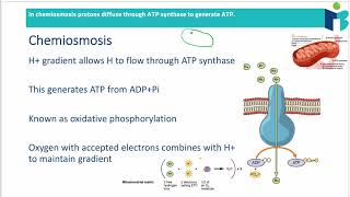 Electron Transport Chain  Chemiosmosis 825 B BIOLOGY HL [upl. by Hopfinger]