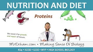 Nutrition and Diet  GCSE Biology 91 [upl. by Raveaux624]