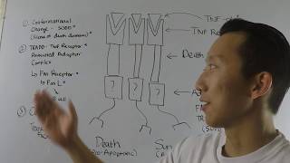 Tumor necrosis factor receptor signaling Biochemistry [upl. by Bennion]