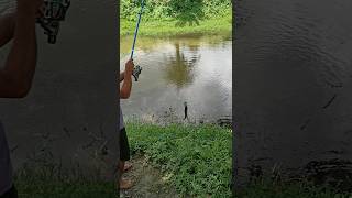 Easily catch snakehead fish with help of artificial frog [upl. by Amlus513]