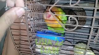 sukses ternak burung lovebird di kandang kapsul dan glodok dari batok kelapa [upl. by Hsemar]