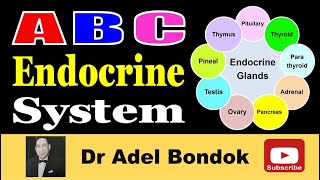 Anatomy and Physiology of the Endocrine System Dr Adel Bondok Making Anatomy Simple [upl. by Namyaw]