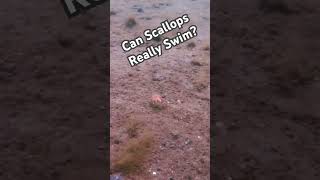 Can Scallops Really Swim ￼ scallops diving scallop ￼ [upl. by Haelhsa314]