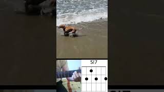 Perro salchicha shorts guitarra [upl. by Yrhcaz]