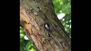 Woodpecker making a nest [upl. by Drucie729]