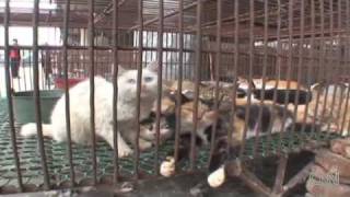 Inside the Cat and Dog Meat Market in China [upl. by Ruthi]