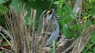 Super cute Goldencrowned Kinglet Close up [upl. by Obala253]