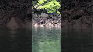 Brown Bear Exiting Water Baranof Island Sitka Alaska [upl. by Faustus]