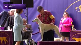 Whippets  Breed Judging 2024 [upl. by Rafa175]