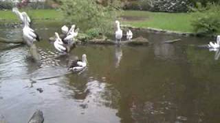 Weltvogelpark Walsrode Australian pelicans Pelecanus conspicillatus [upl. by Tigirb849]